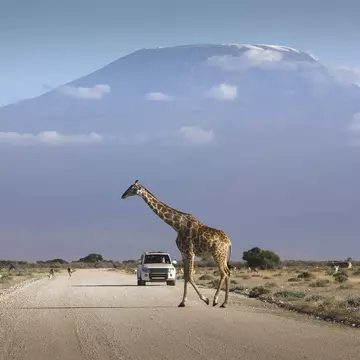 A car stopped on an african road in the amboseli park under mount Kilimanjaro while a giraffe is crossing the road