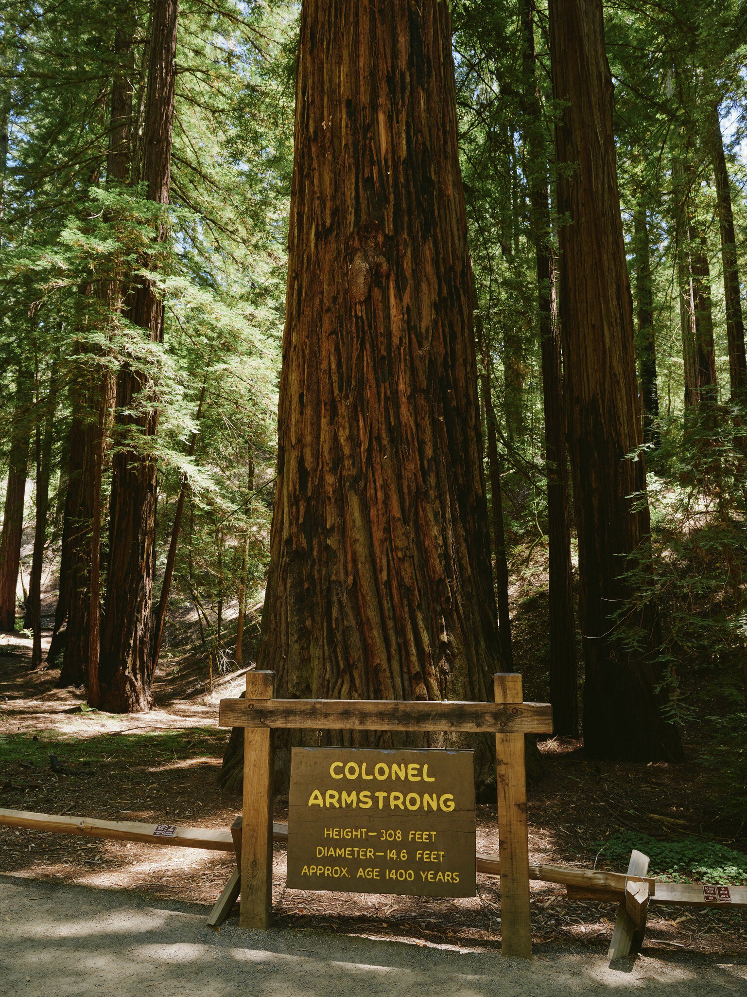 Armstrong Natural Reserve, Sonoma, July 2025