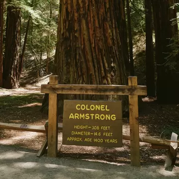 Armstrong Natural Reserve, Sonoma, July 2025