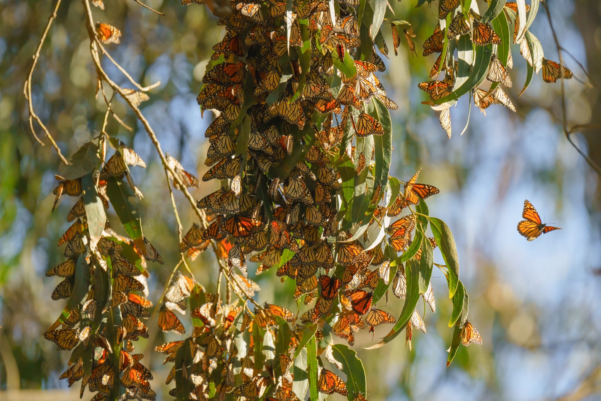 Monarch butterflies cluster in the limbs of majestic Eucalyptus trees, Pismo Beach Grove, California.