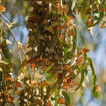 Monarch butterflies cluster in the limbs of majestic Eucalyptus trees, Pismo Beach Grove, California.