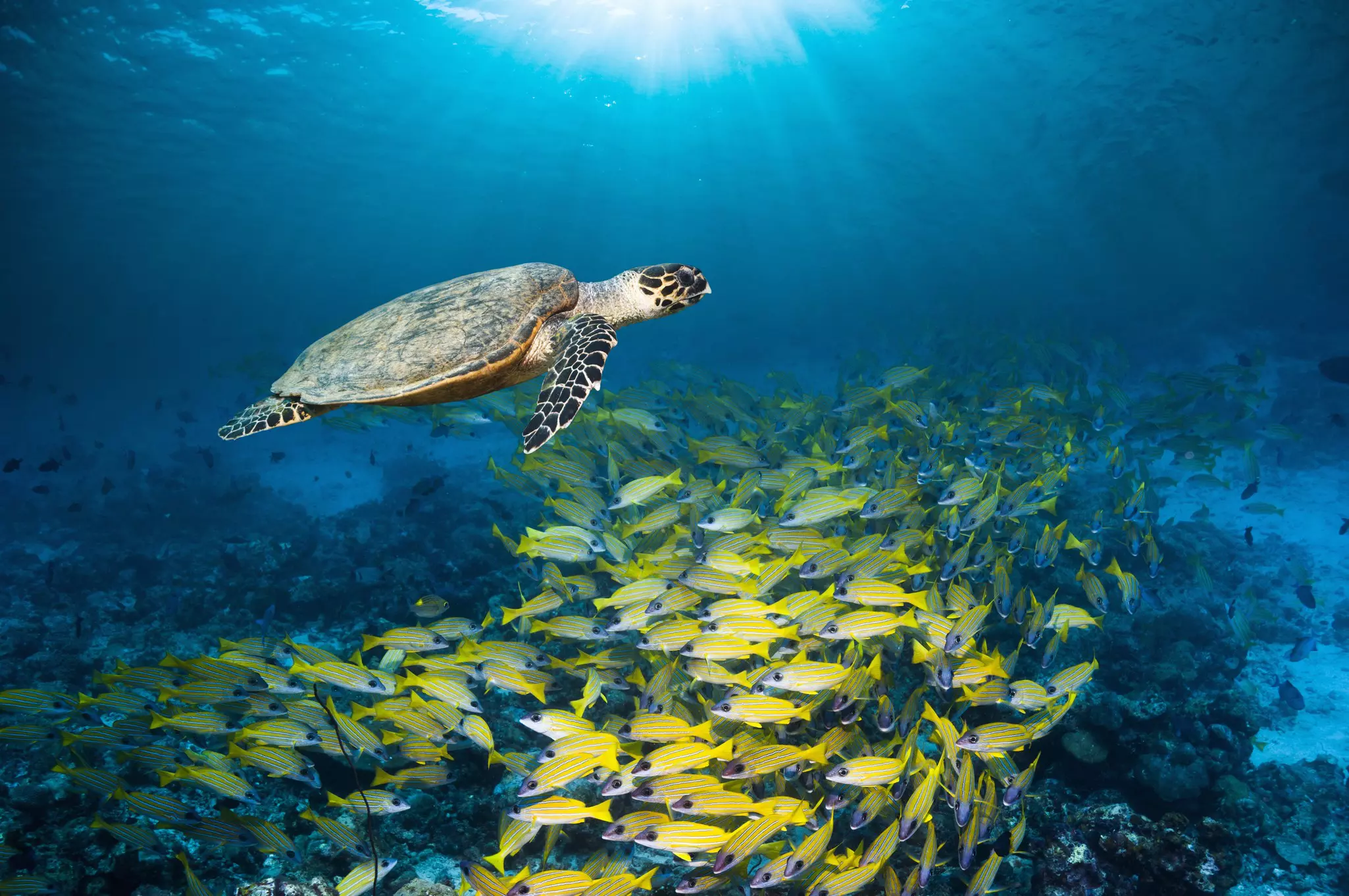 A Hawksbill turtle swimming with a large school of Kasmira or Blueline snappers over coral reefs in The Maldives