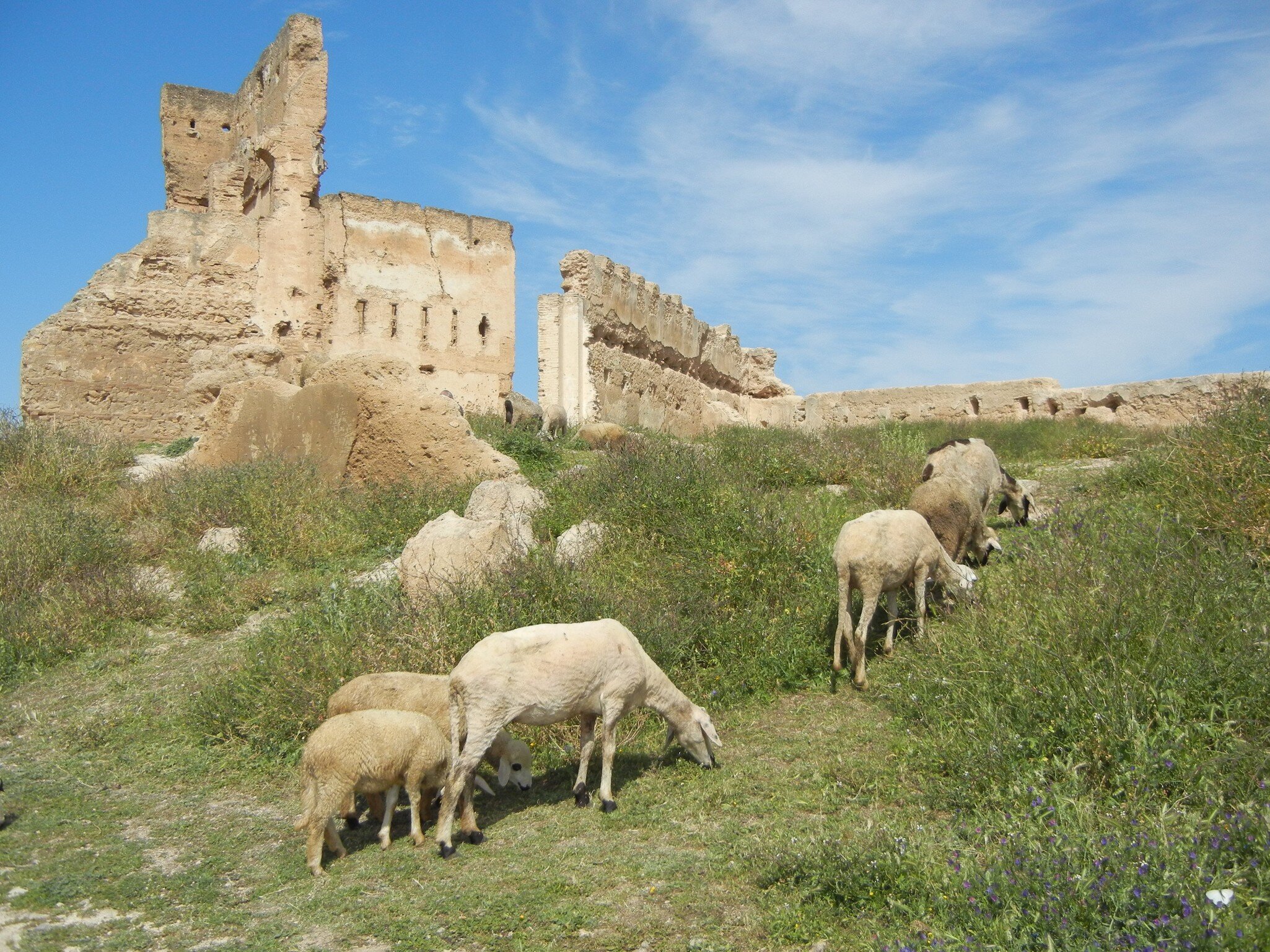 Fez - view tombs of 5 Merenid