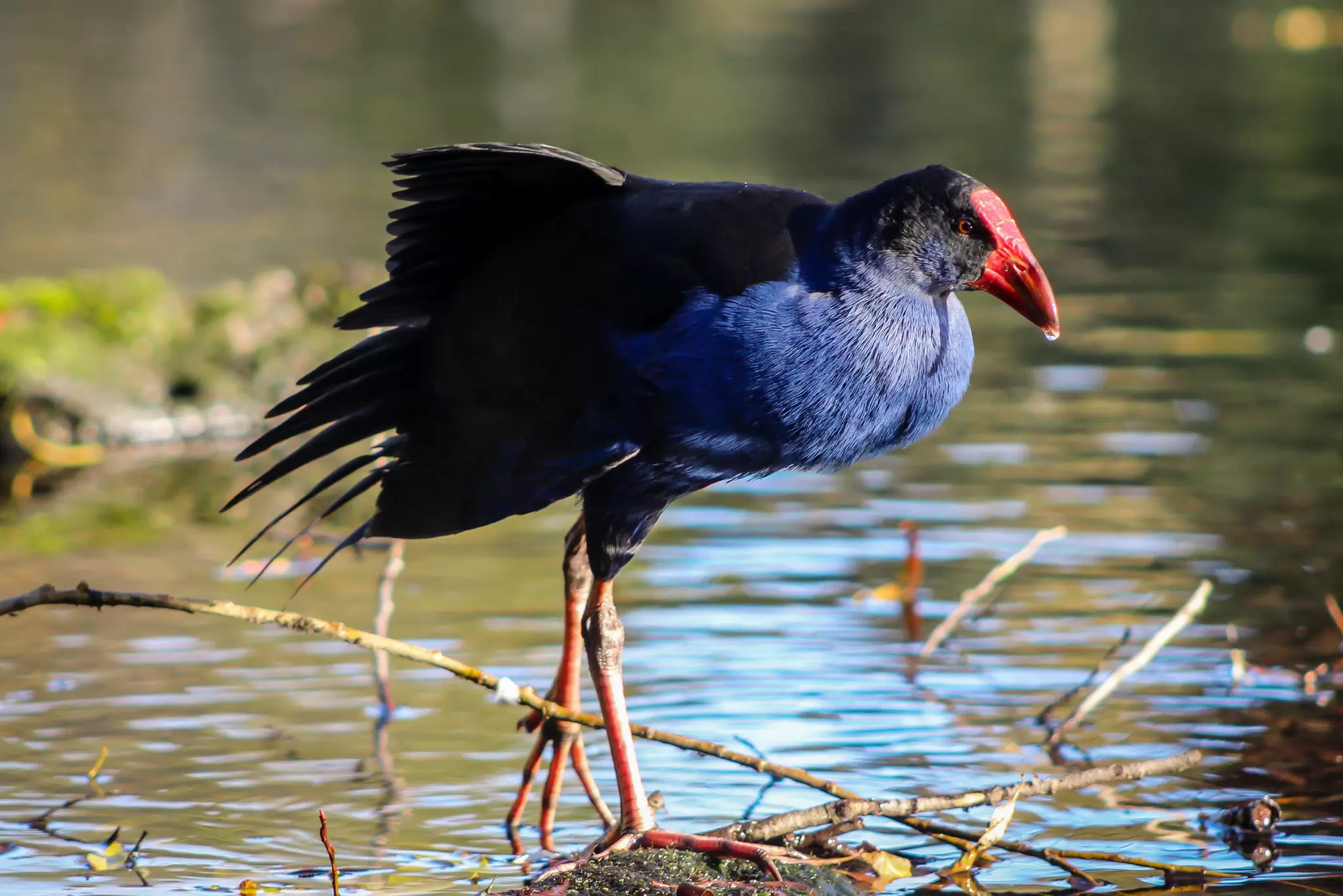 Close-up of a Takahe bird standing in a shallow pool at the Willowbank Wildlife Reserve in Christchurch, New Zealand.