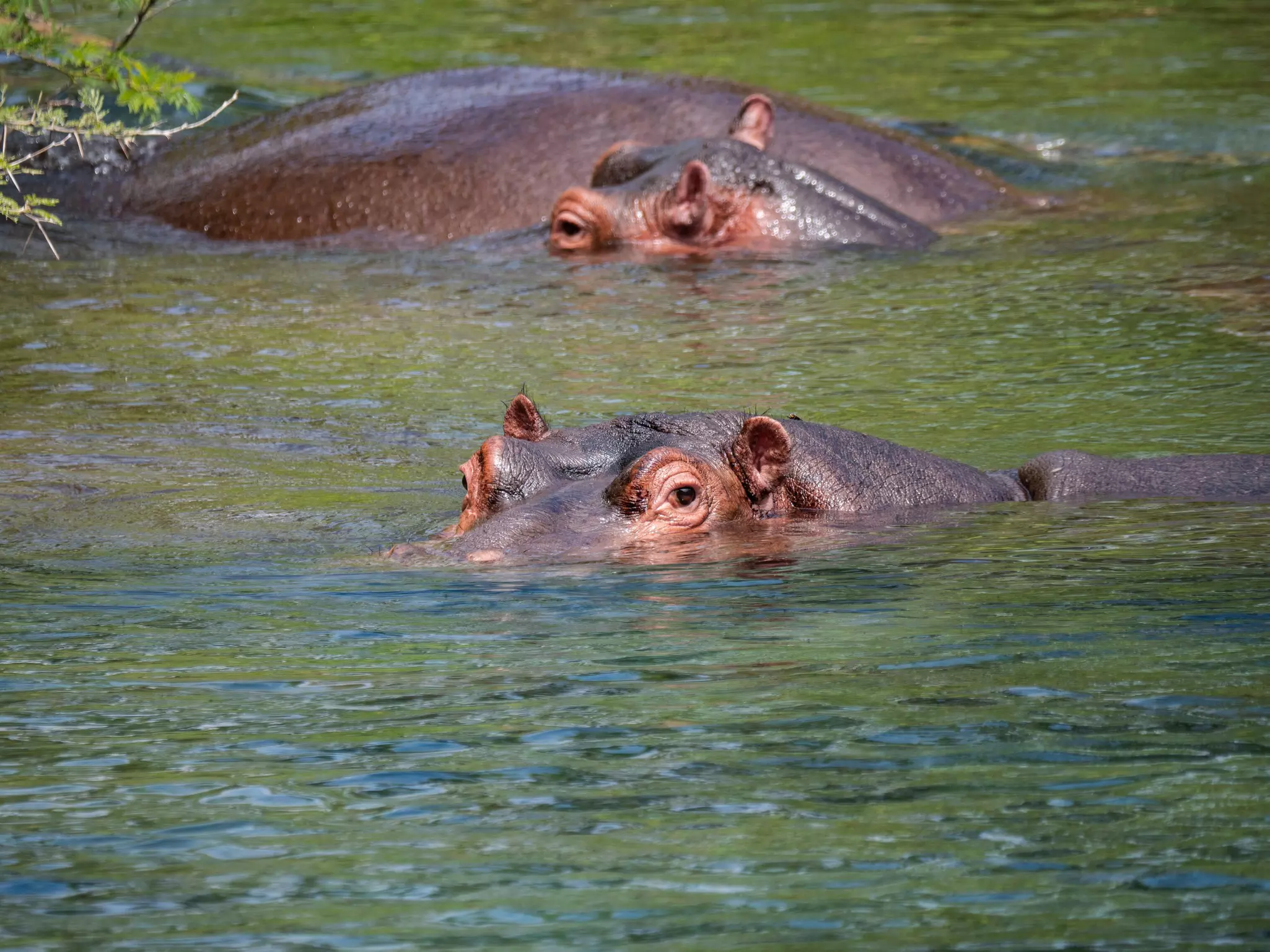 Hippos in a pool in Tsavo West National Park, Kenya.