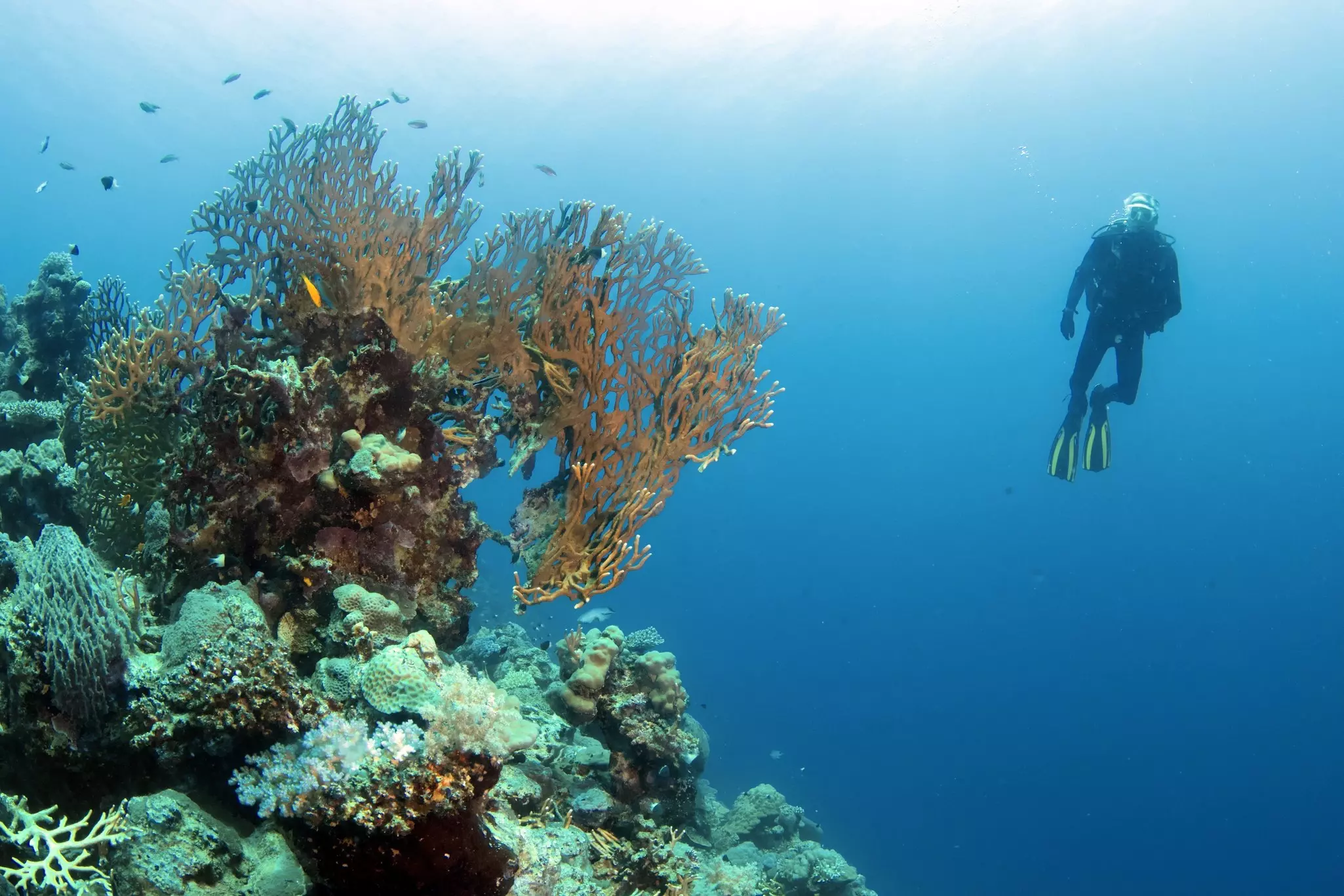 A scuba diver suspended under water near coral formations.