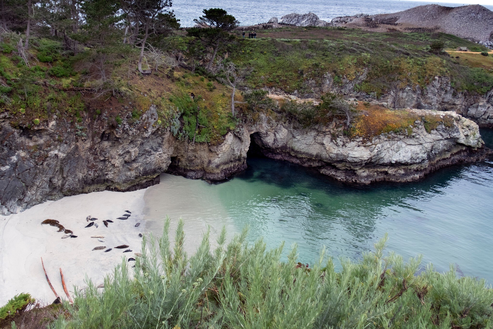 Harbor seals rest on the beach in a cove along the trail at Point Lobos State Park, California.