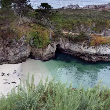 Harbor seals rest on the beach in a cove along the trail at Point Lobos State Park, California.