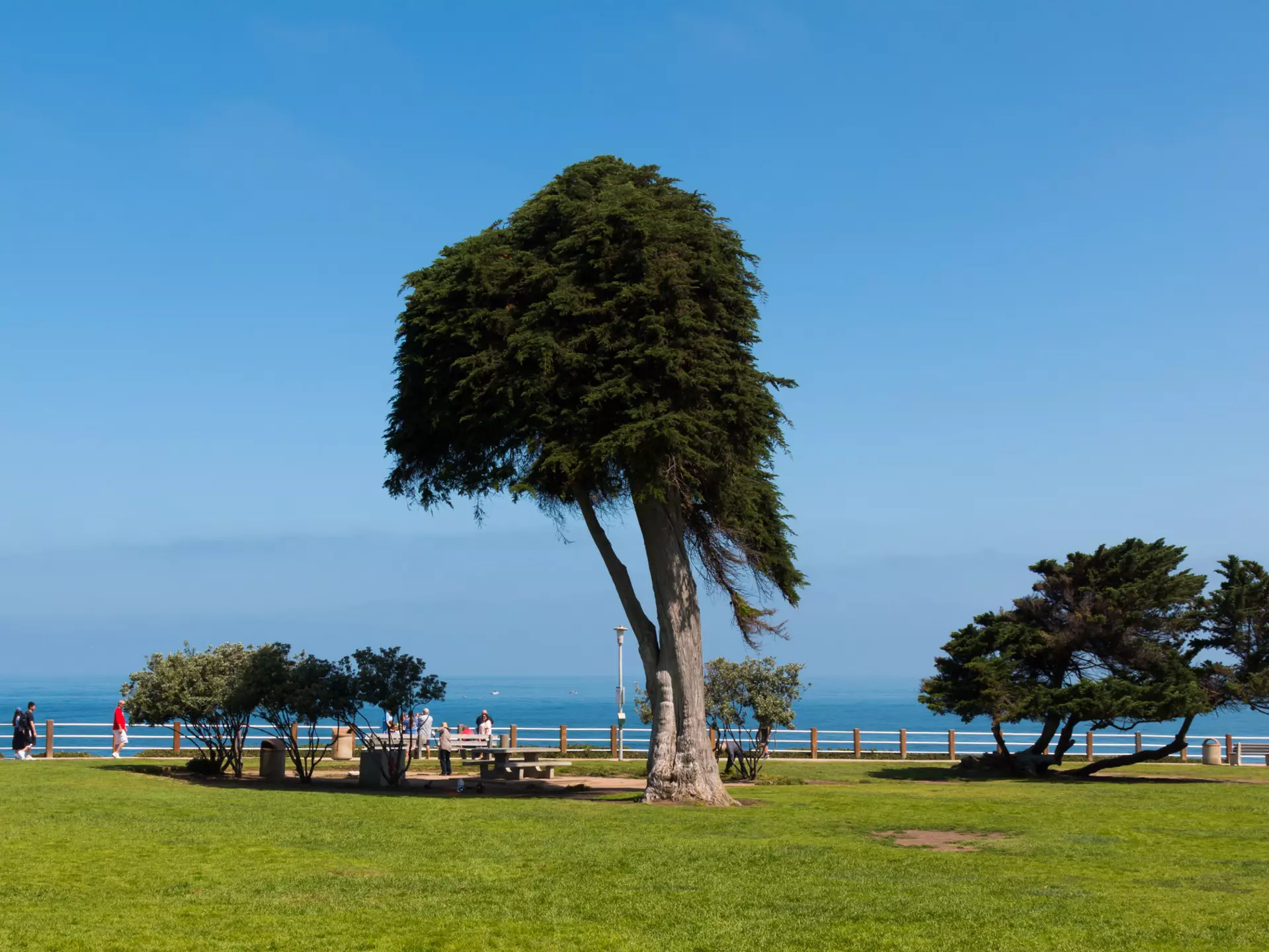 LA JOLLA, CALIFORNIA - JUNE 16, 2017:  A Monterey Cypress (Cupressus macrocarpa) tree at Ellen Browning Scripps Park, thought to be the inspiration for the trees in "The Lorax" by Dr. Seuss.  License Type: media  Download Time: 2023-05-20T07:55:07.000Z  User: claramonitto  Is Editorial: Yes  purchase_order:   