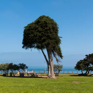 LA JOLLA, CALIFORNIA - JUNE 16, 2017:  A Monterey Cypress (Cupressus macrocarpa) tree at Ellen Browning Scripps Park, thought to be the inspiration for the trees in "The Lorax" by Dr. Seuss.  License Type: media  Download Time: 2023-05-20T07:55:07.000Z  User: claramonitto  Is Editorial: Yes  purchase_order:   