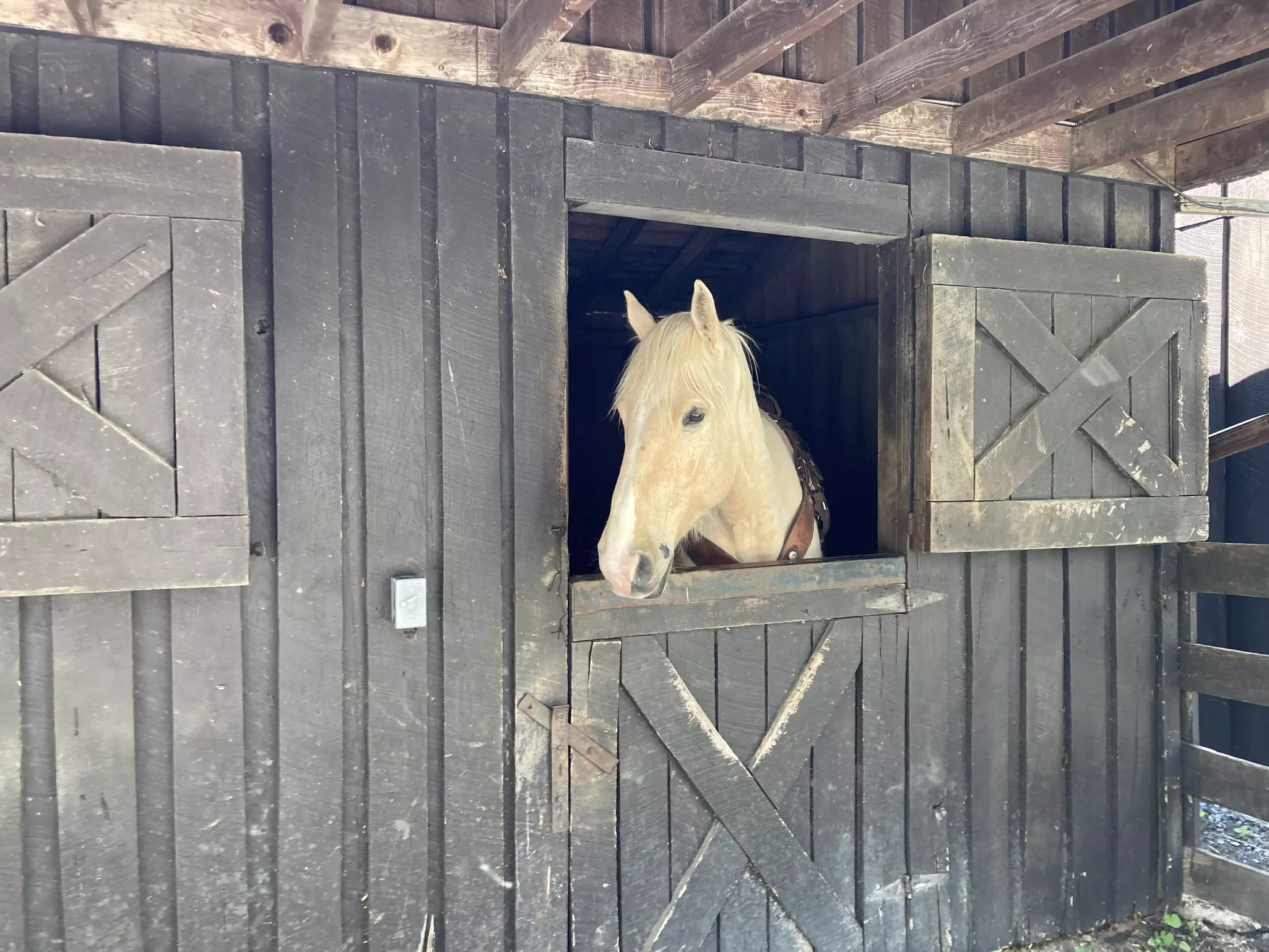 Horse in the barn