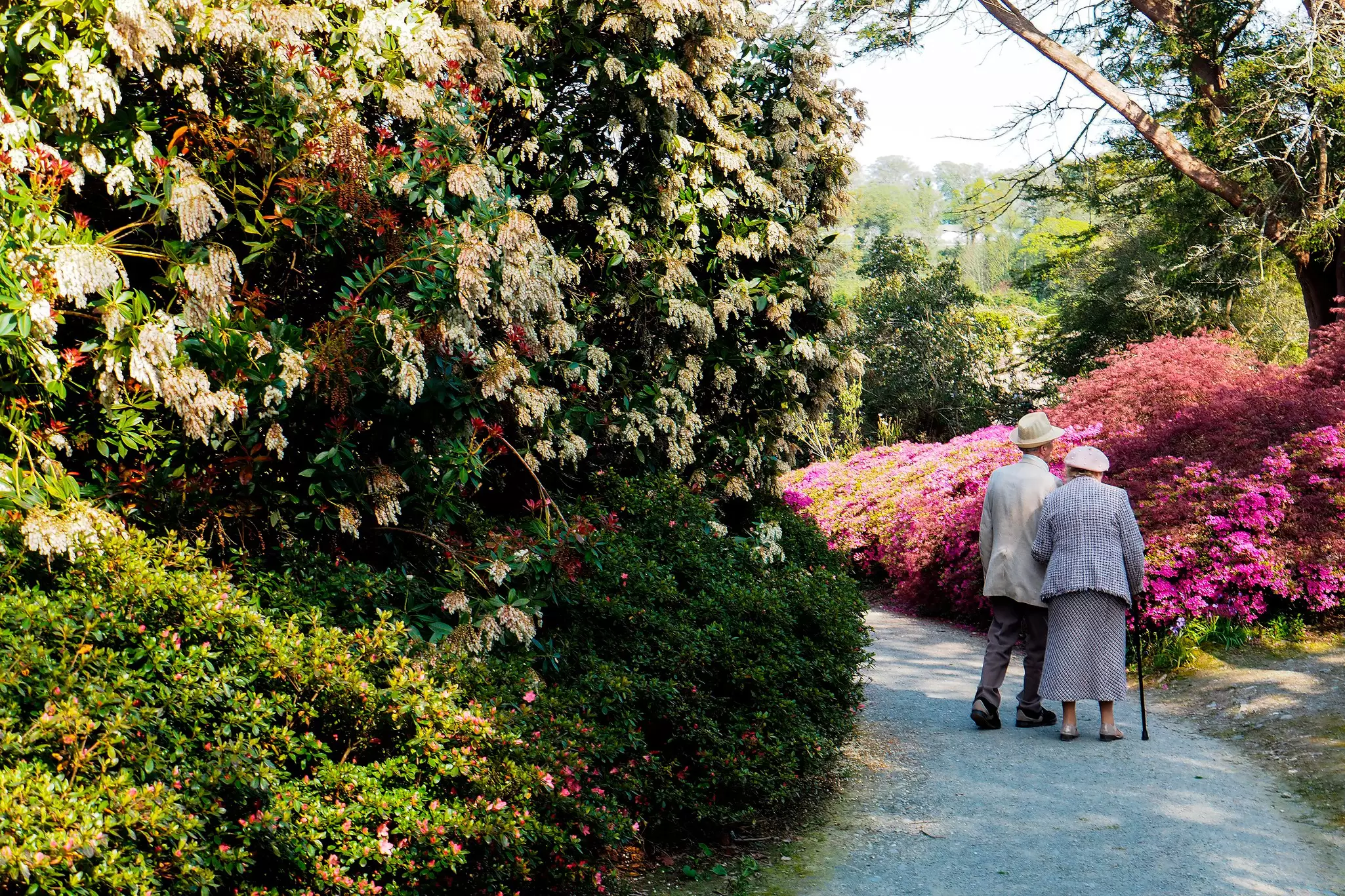 An older couple walking on a path past pink blooming bushes.