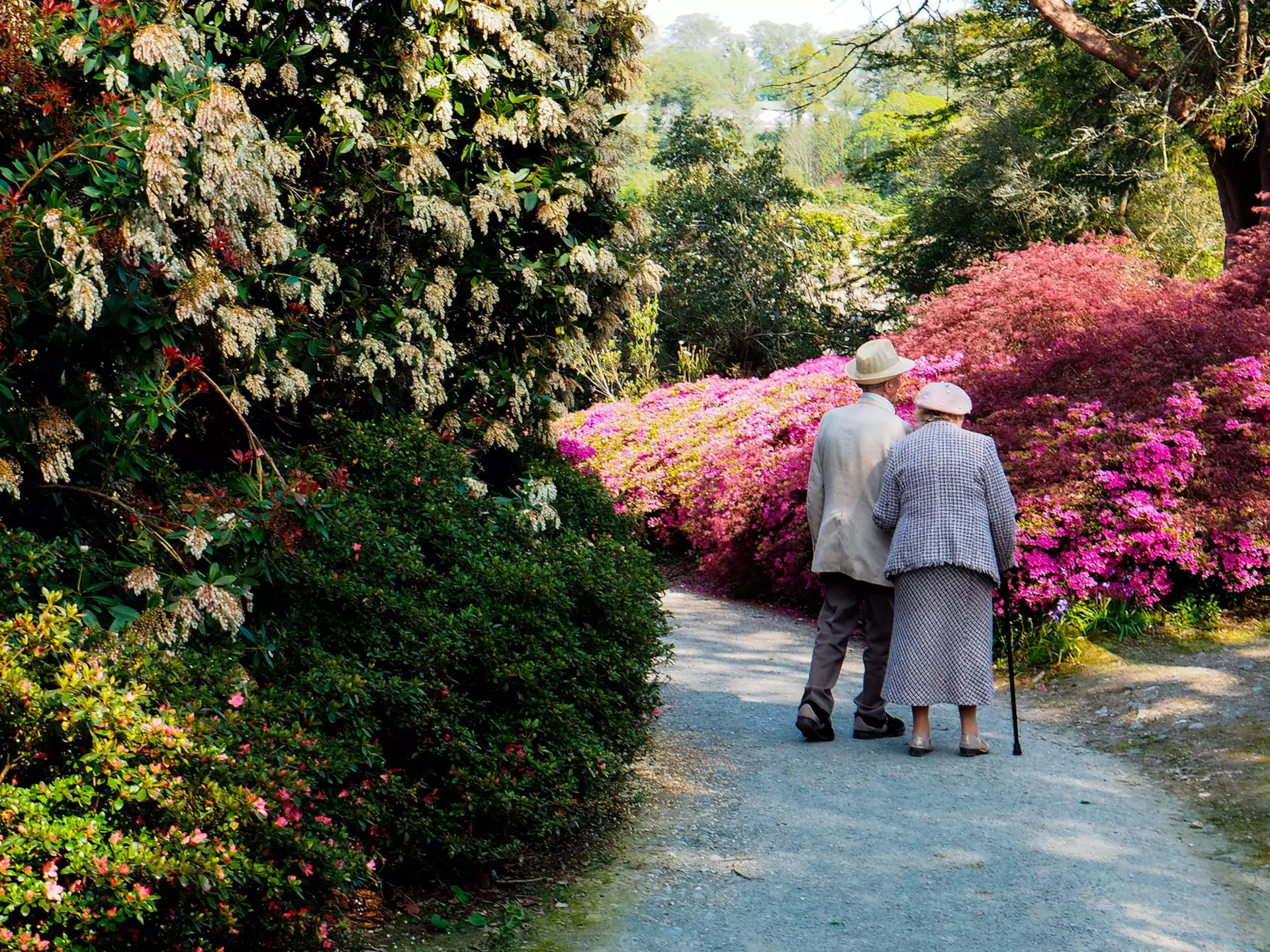 An older couple walking on a path past pink blooming bushes.