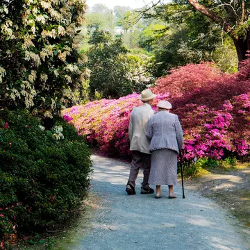 An older couple walking on a path past pink blooming bushes.
