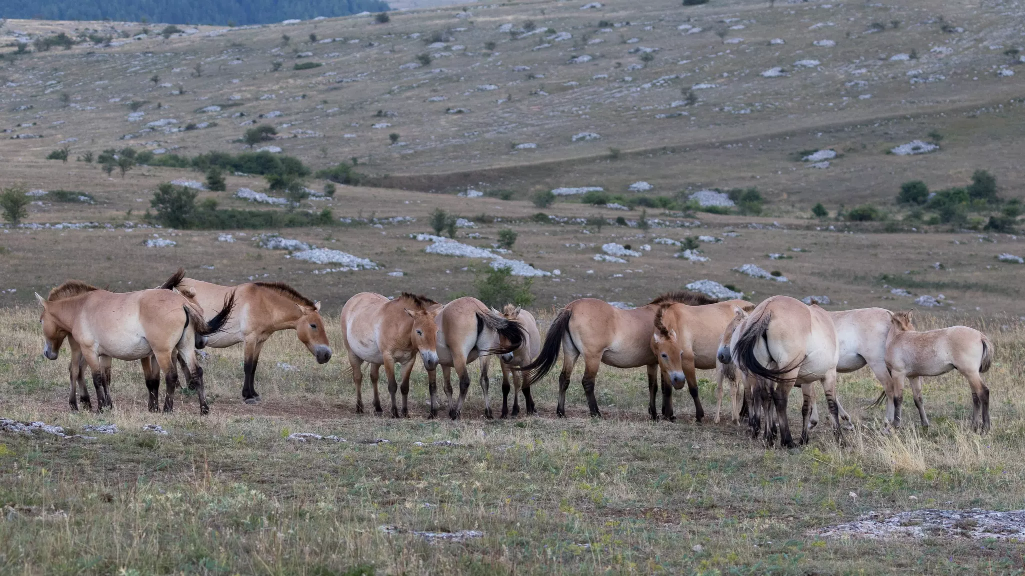 Keep an eye out for Przewalski's horses roaming freely in the park © Serge Goujon / Shutterstock