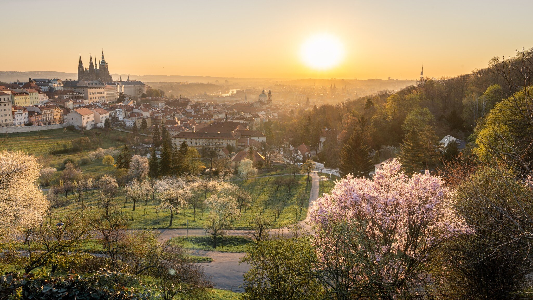 Scenic view of Prague tiled roofs during sunrise in spring. Towers of St Vitus and St. Nicholas church seen from Petrin hill viewpoint. Romantic golden sun glow in morning and blooming trees in a park, License Type: media, Download Time: 2025-02-18T13:53:55.000Z, User: comptonsheldon109, Editorial: false, purchase_order: 56530 - Guidebooks, job: Global Publishing WIP, client: Prague & Czechia 14, other: Compton Sheldon