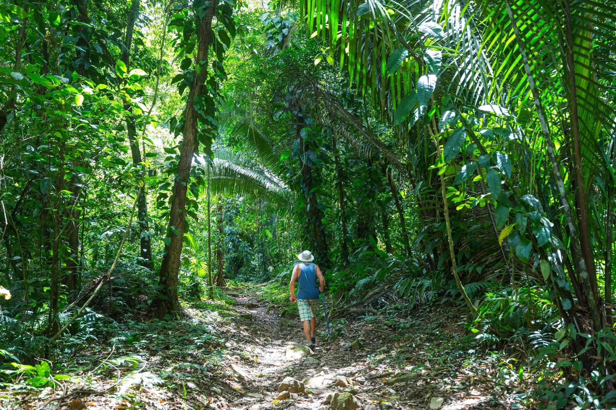 A man is seen from behind hiking on a trail in a tropical rainforest.