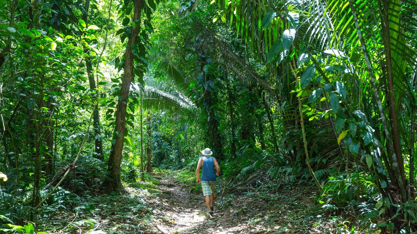 A man is seen from behind hiking on a trail in a tropical rainforest.