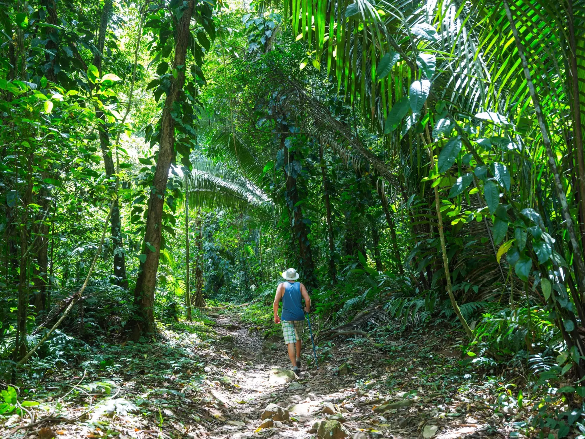 A man is seen from behind hiking on a trail in a tropical rainforest.