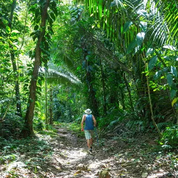 A man is seen from behind hiking on a trail in a tropical rainforest.