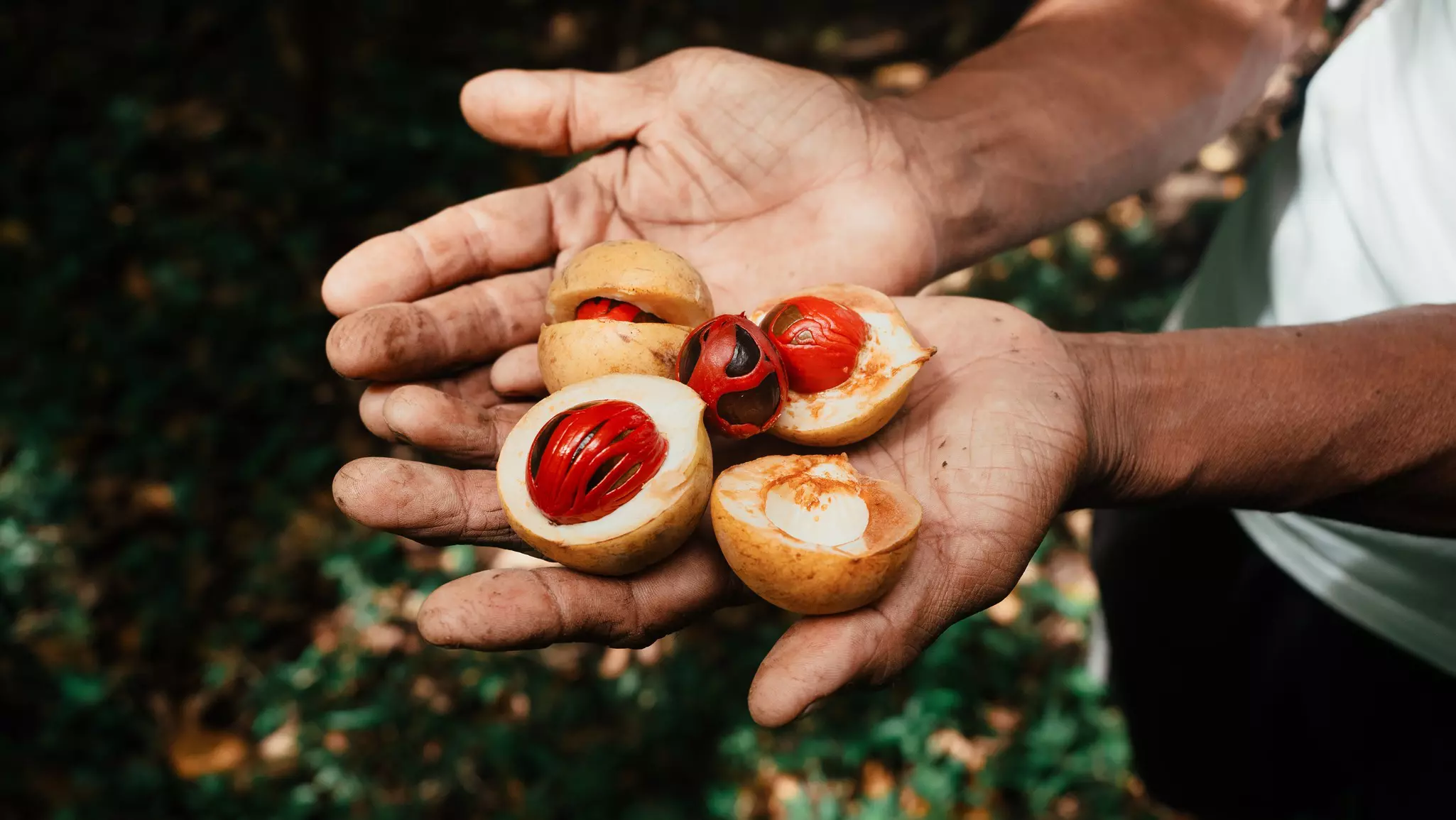 A farmer holds out a handful of nutmeg shells and seed pods
