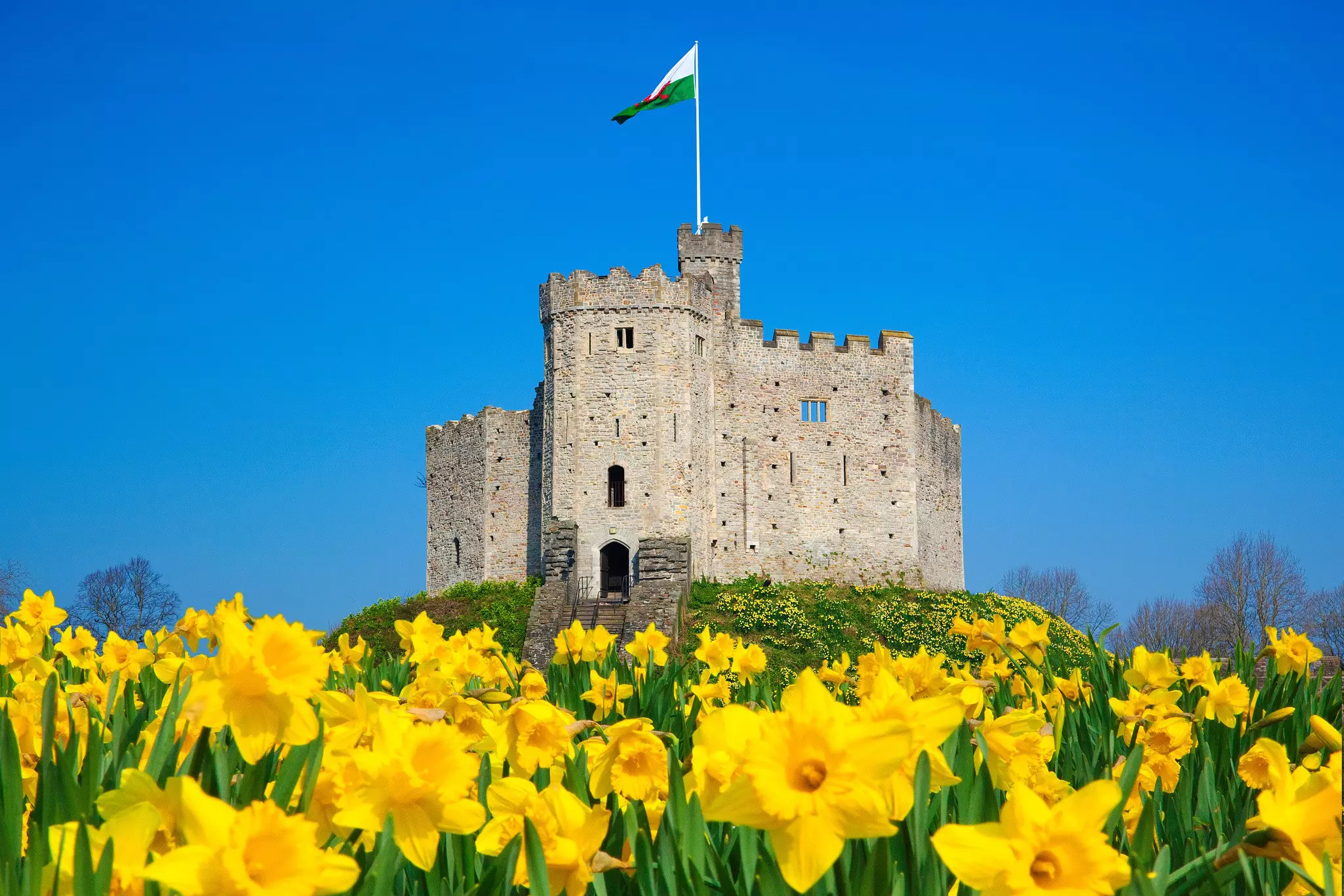 The Norman Keep at Cardiff Castle, framed by daffodils, Wales, UK.