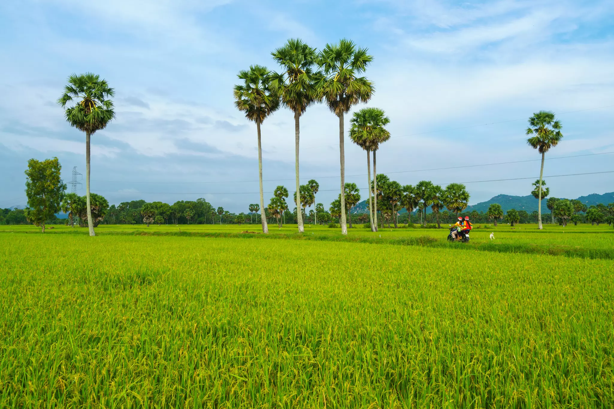 Two people ride a motorcycle through bright green rice fields near a fertile river delta in Vietnam.