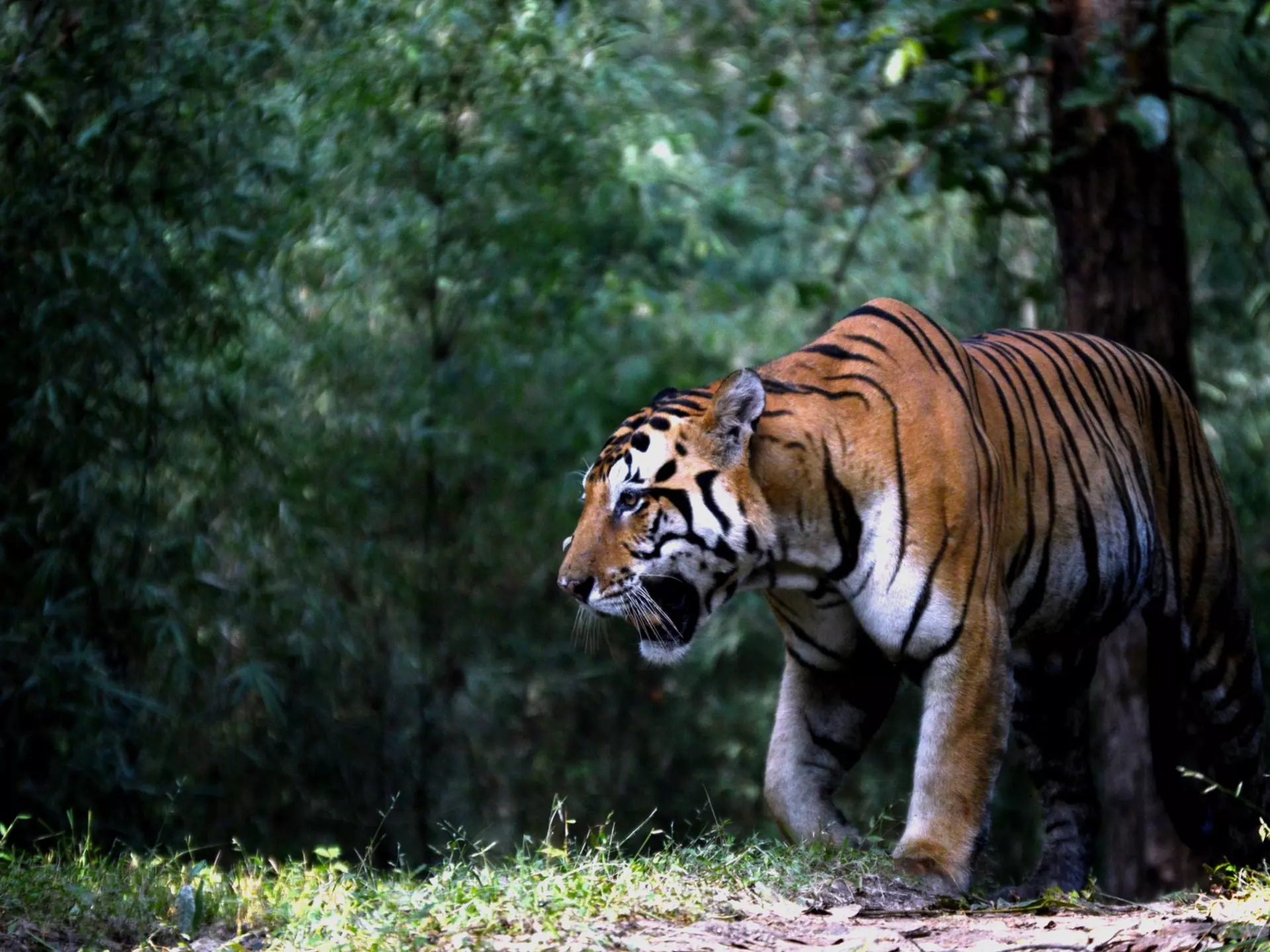 628609192
Animal Wildlife; Animals Hunting; Animals In The Wild; Bengal Tiger; jungle safari; Tiger; Low Angle View; Madhya Pradesh; Tropical Rainforest; Forest; No People; Wildlife Photography; Horizontal; Outdoors; Photography; royal tiger; Safari Animals;
Indian Tiger from Kanha.