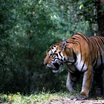 628609192
Animal Wildlife; Animals Hunting; Animals In The Wild; Bengal Tiger; jungle safari; Tiger; Low Angle View; Madhya Pradesh; Tropical Rainforest; Forest; No People; Wildlife Photography; Horizontal; Outdoors; Photography; royal tiger; Safari Animals;
Indian Tiger from Kanha.