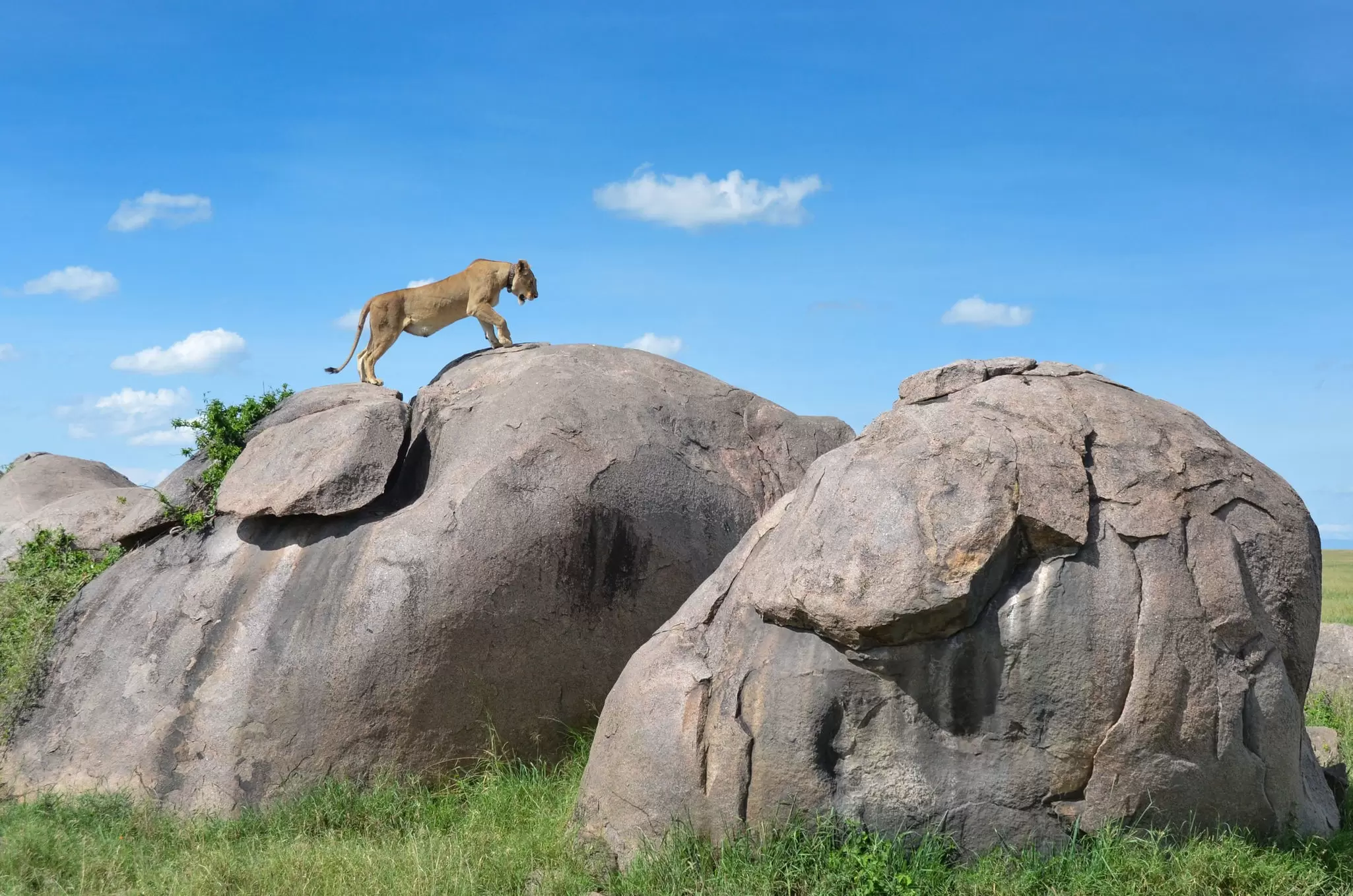 A lioness getting a view over the plains from one of the many large boulders in the Serengeti National Park. roevin / Getty Images