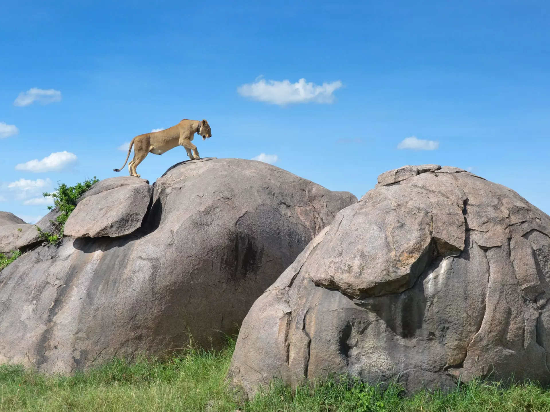 A lioness getting a view over the plains from one of the many large boulders in the Serengeti National Park. roevin / Getty Images
