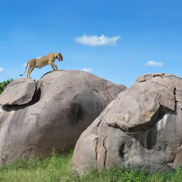 A lioness getting a view over the plains from one of the many large boulders in the Serengeti National Park. roevin / Getty Images