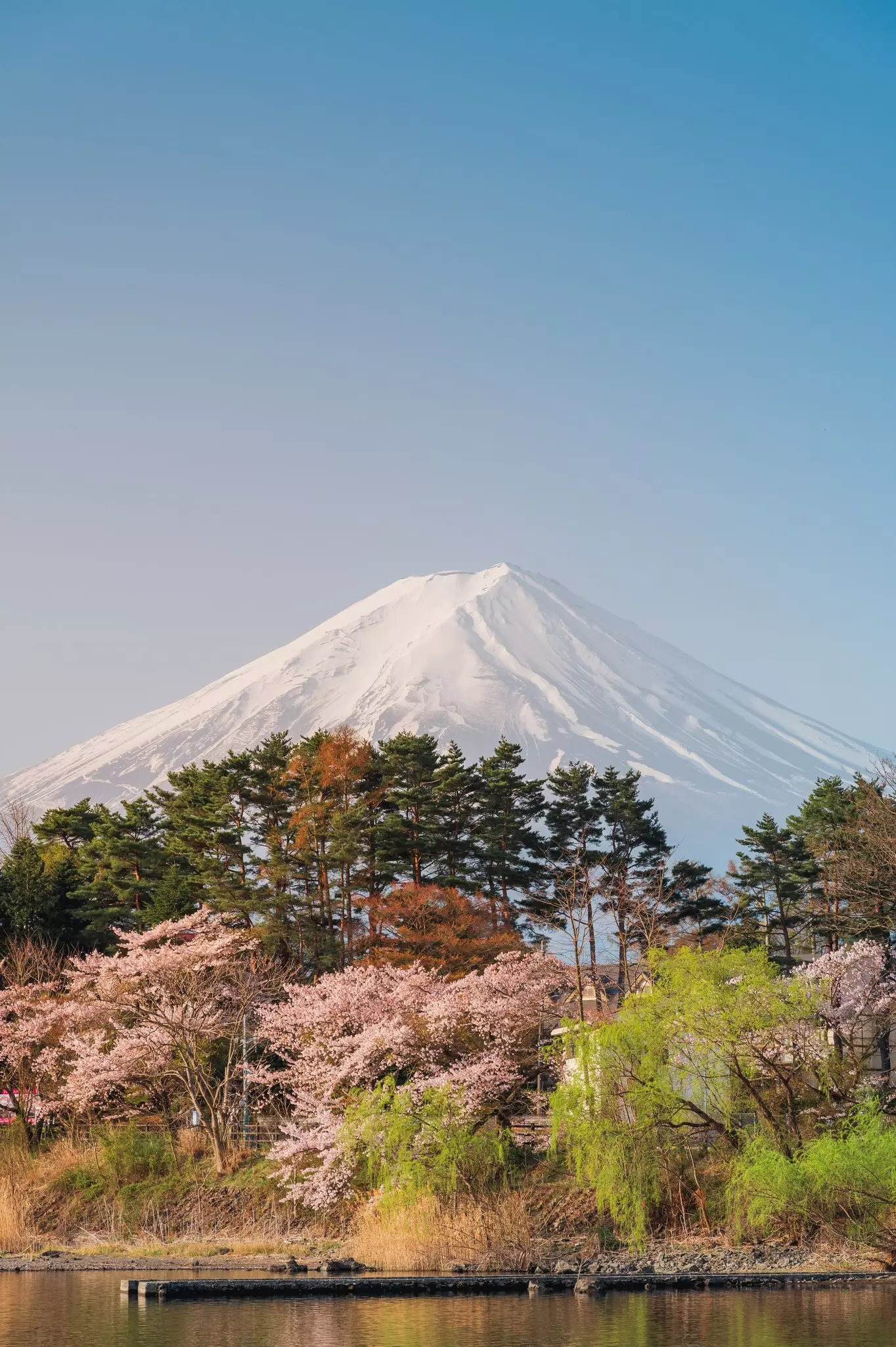 A snow-capped volcano rises above a lake surrounded by cherry tree in full bloom.