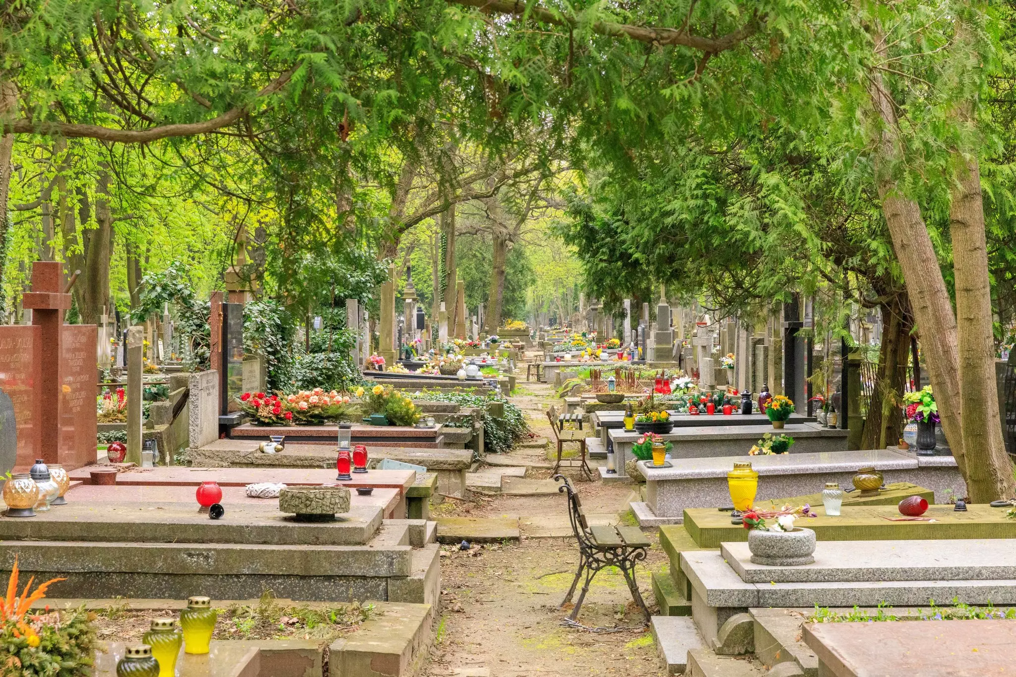 Flowers and candles have been placed on some graves under a canopy of trees at Powązki Cemetery, Warsaw. 