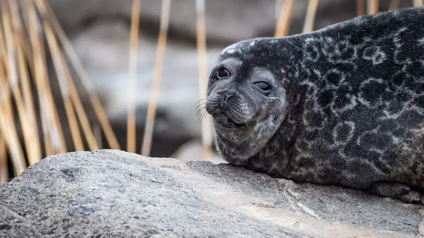 A Saimaa Ringed Seal at Linnansaari National Park, Finland
