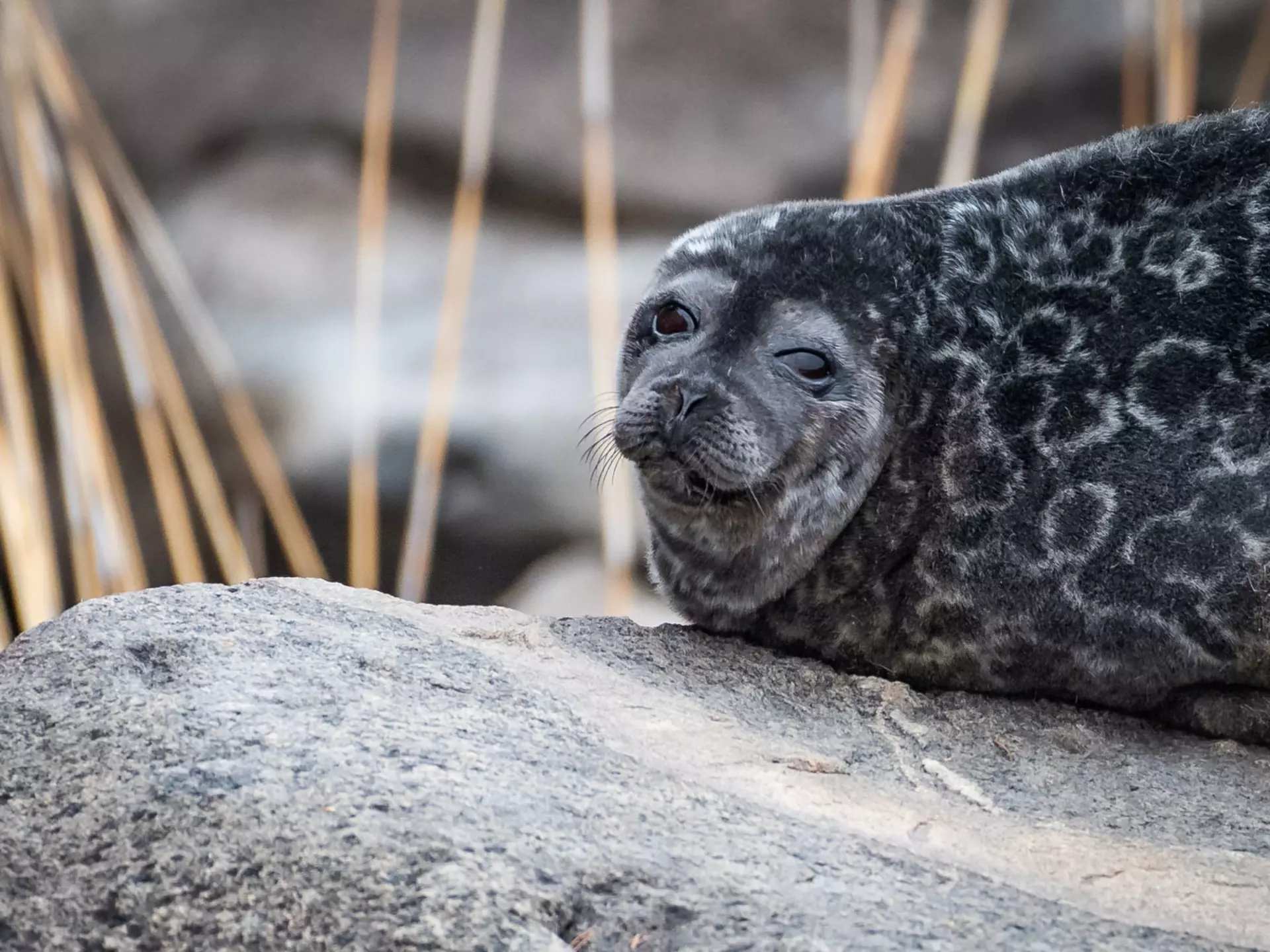 A Saimaa Ringed Seal at Linnansaari National Park, Finland