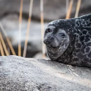 A Saimaa Ringed Seal at Linnansaari National Park, Finland