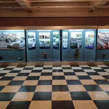 Glass cases hold mounted owls and birds of prey before forest posters, above a black-and-white checkered floor.
