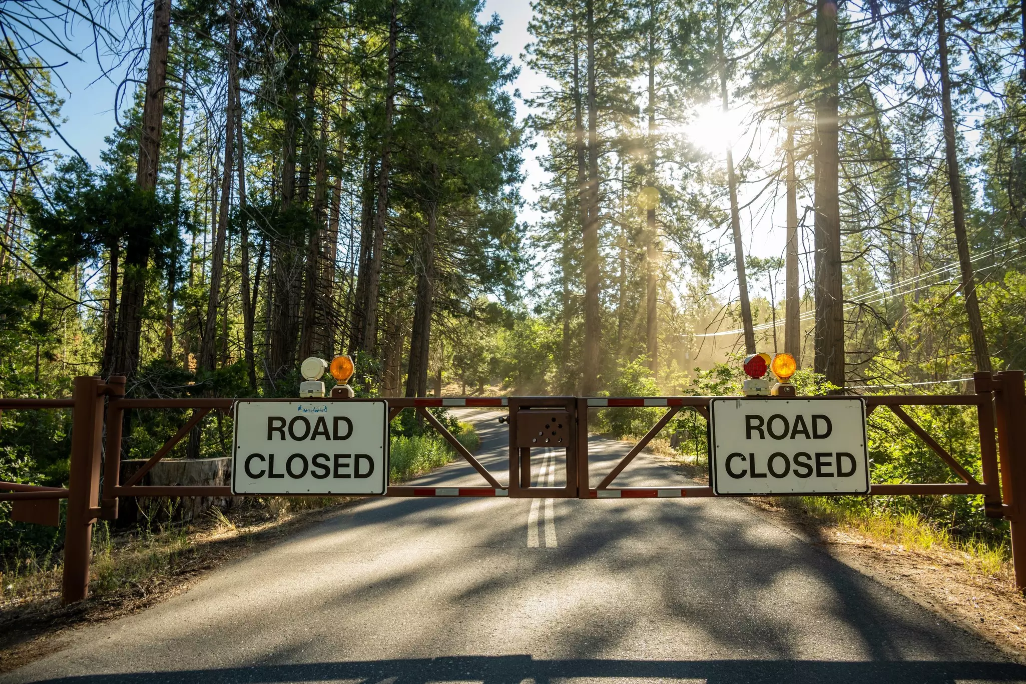 A barrier reading “Road Closed” blocks a road through a forest lit by morning sun.