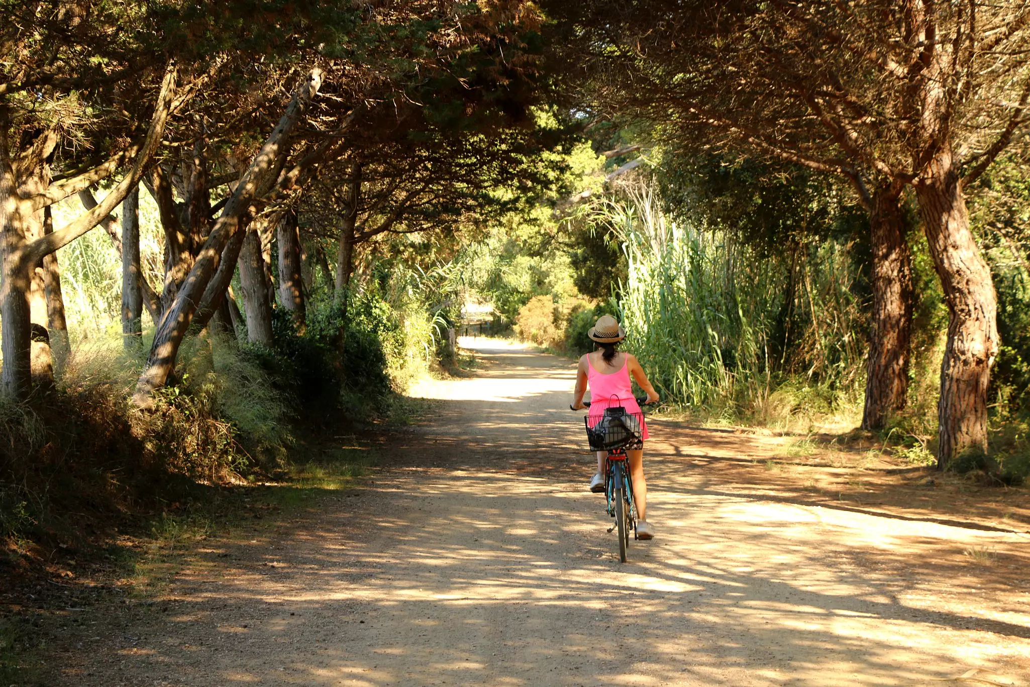 A cyclist rides under an arch of trees on the island of Porquerolles near Hyères, France.