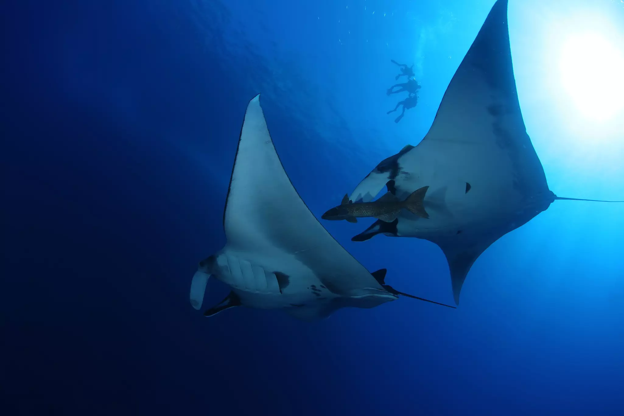 Divers watching mantas in the Galapagos islands, Ecuador.