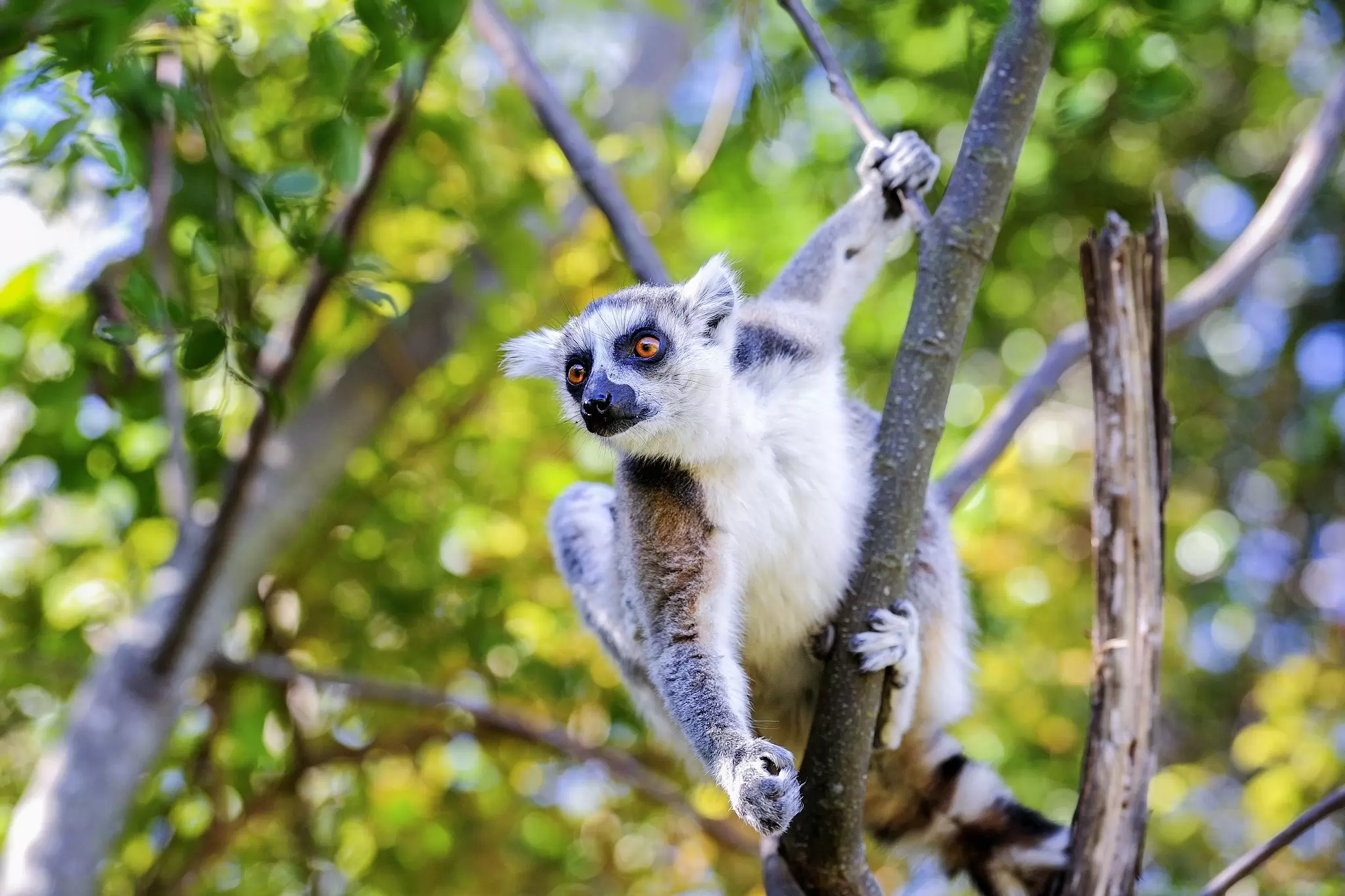 A lemur, a primate found only in Madagascar