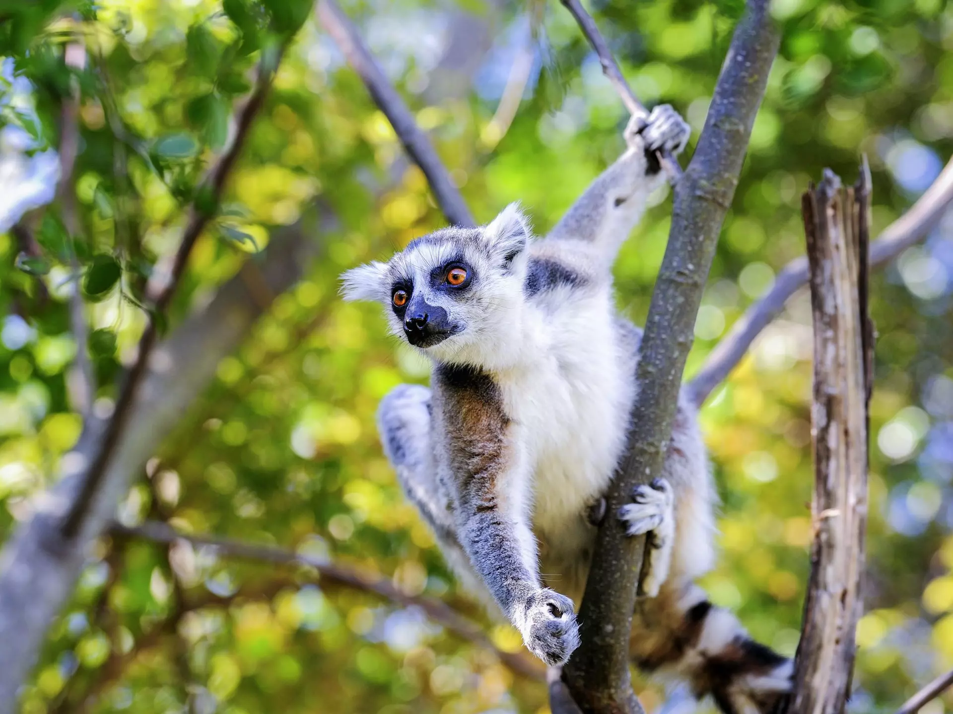 Ring-tailed lemur (Lemur catta) on a branch in Anja Community Reserve.
fur, leg, eye, tail, life, look, anja, isalo, lemur, lines, fauna, mammal, africa, nature, animal, diurnal, balance, stripes, pattern, close-up, portrait, colorful, primates, wildlife, lemuridae, madagascar, omnivorous, lemur catta, ring-tailed lemur