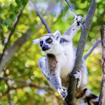 Ring-tailed lemur (Lemur catta) on a branch in Anja Community Reserve.
fur, leg, eye, tail, life, look, anja, isalo, lemur, lines, fauna, mammal, africa, nature, animal, diurnal, balance, stripes, pattern, close-up, portrait, colorful, primates, wildlife, lemuridae, madagascar, omnivorous, lemur catta, ring-tailed lemur