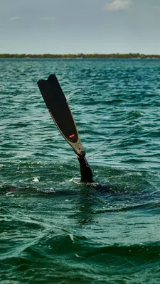 Scenes of fish life and coral in the Florida Keys