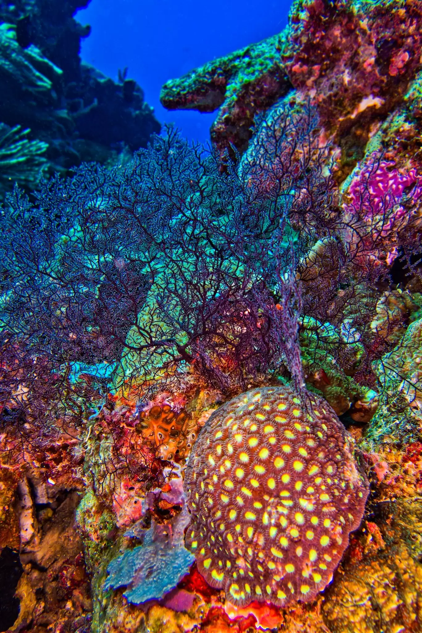 Stony Coral, Branching Coral, Reef Building Corals, Coral Reef, Bunaken National Marine Park, Bunaken, North Sulawesi, Indonesia, Asia.