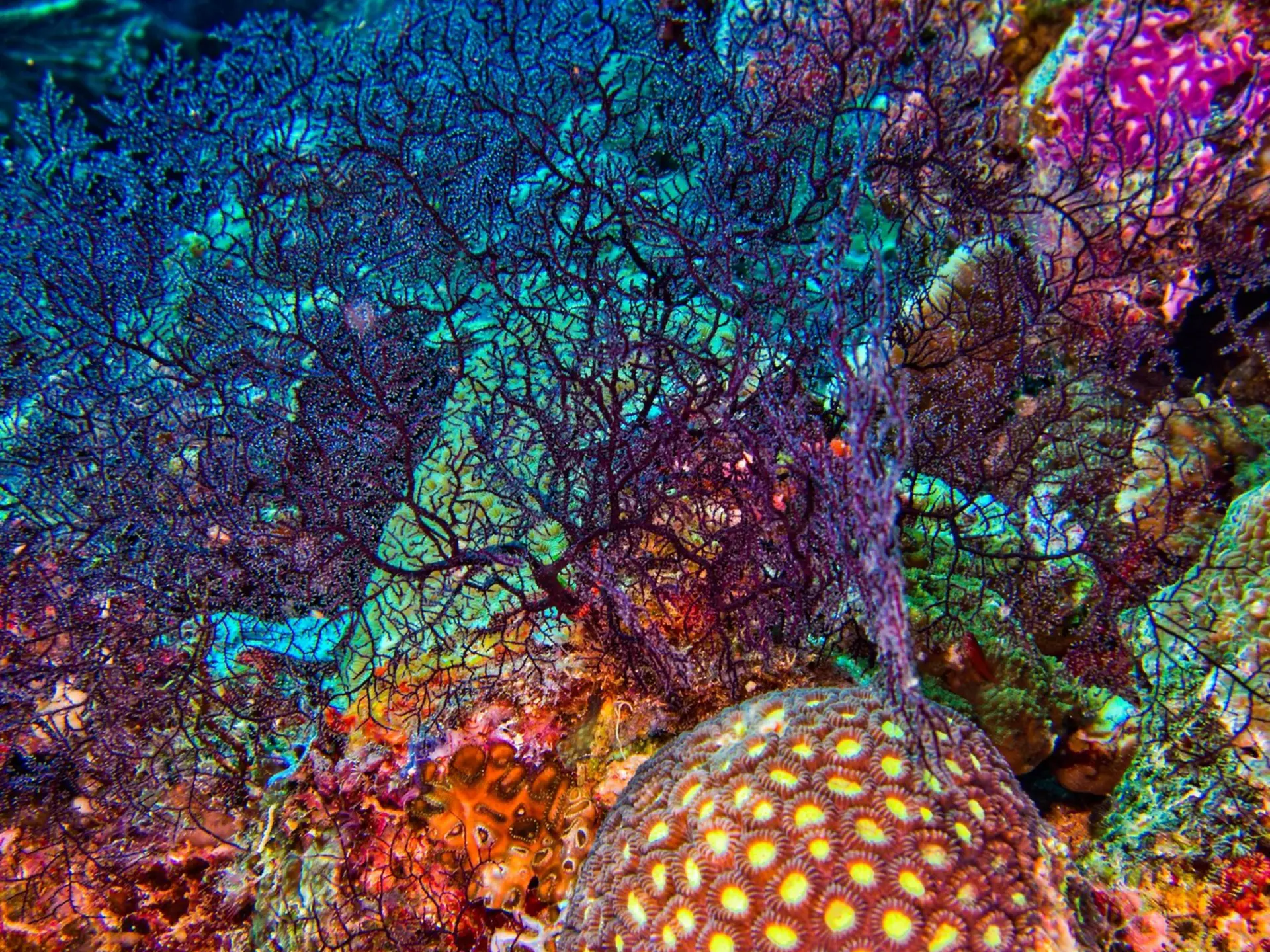 Stony Coral, Branching Coral, Reef Building Corals, Coral Reef, Bunaken National Marine Park, Bunaken, North Sulawesi, Indonesia, Asia.