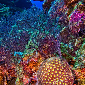 Stony Coral, Branching Coral, Reef Building Corals, Coral Reef, Bunaken National Marine Park, Bunaken, North Sulawesi, Indonesia, Asia.