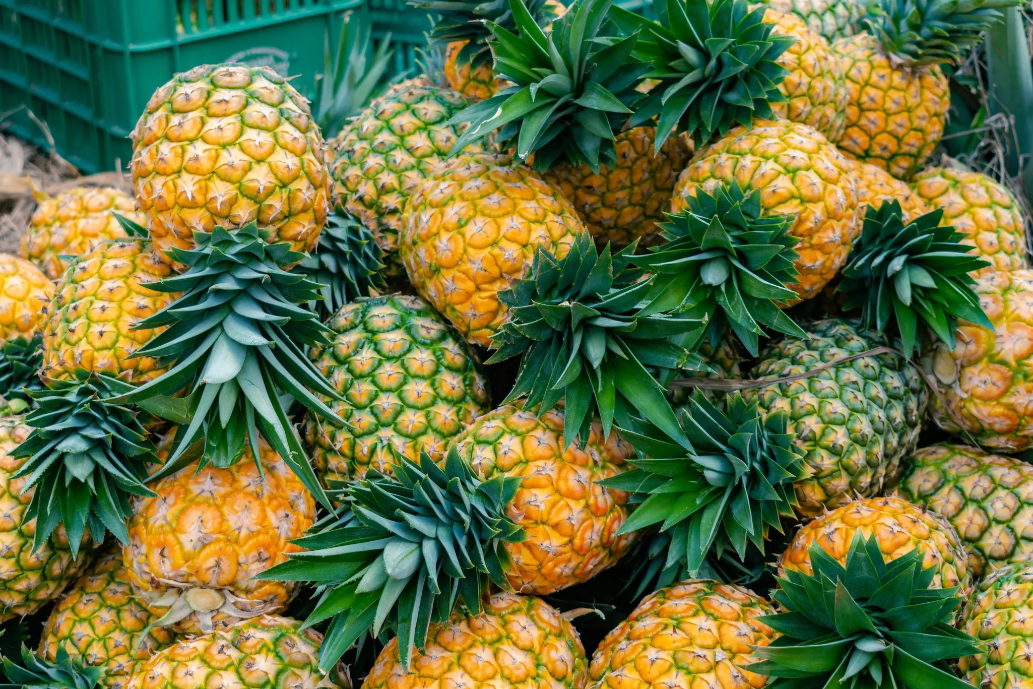 A pile of ripe pineapples