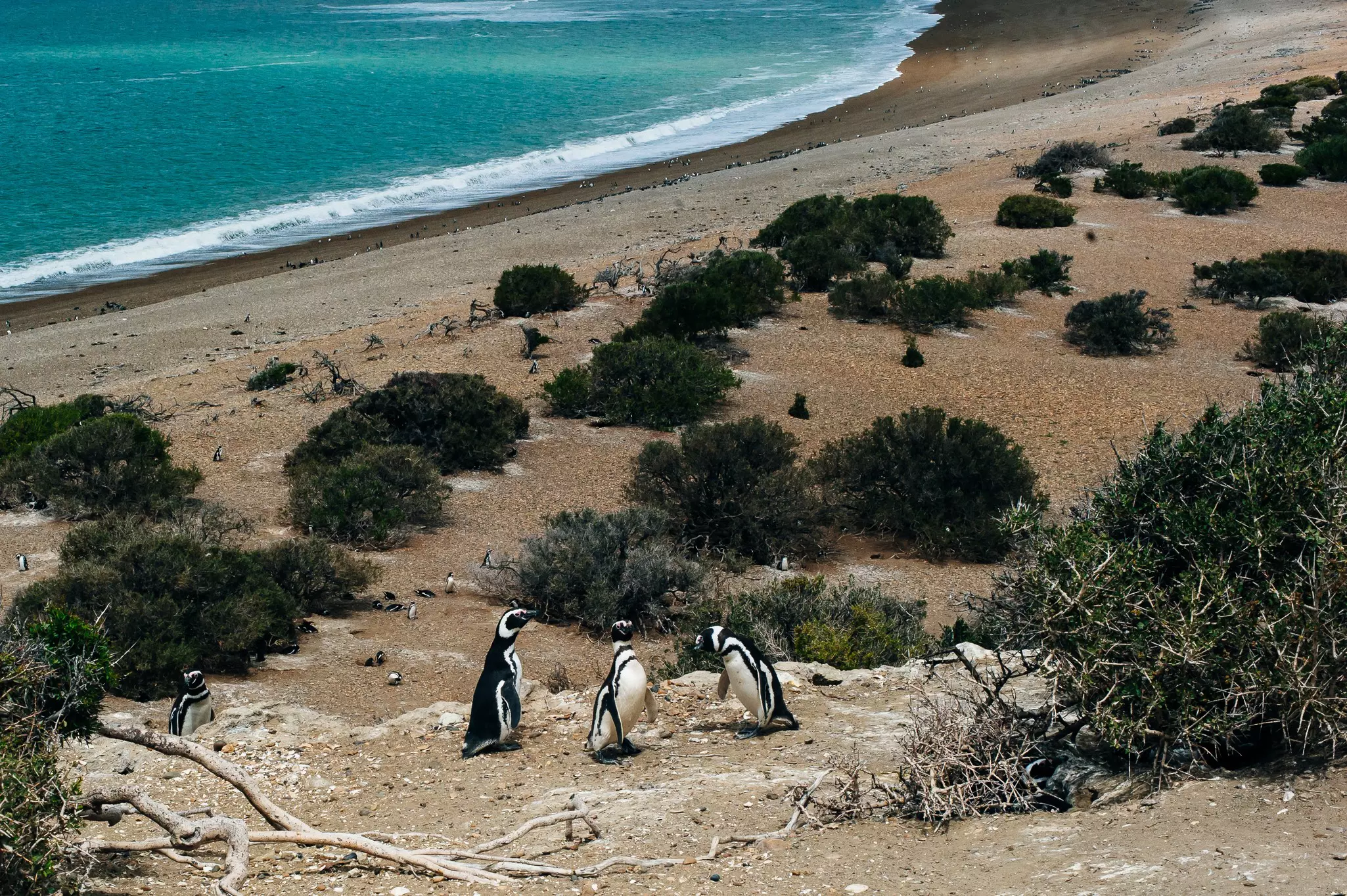 Three penguins by their nest at the rocks above a beach with the ocean in the distance in the daytime.